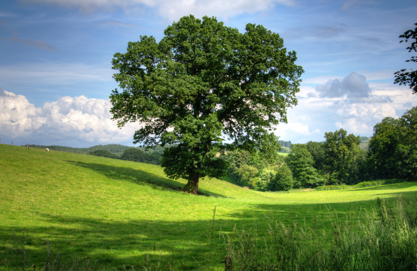Image of a tree in a field